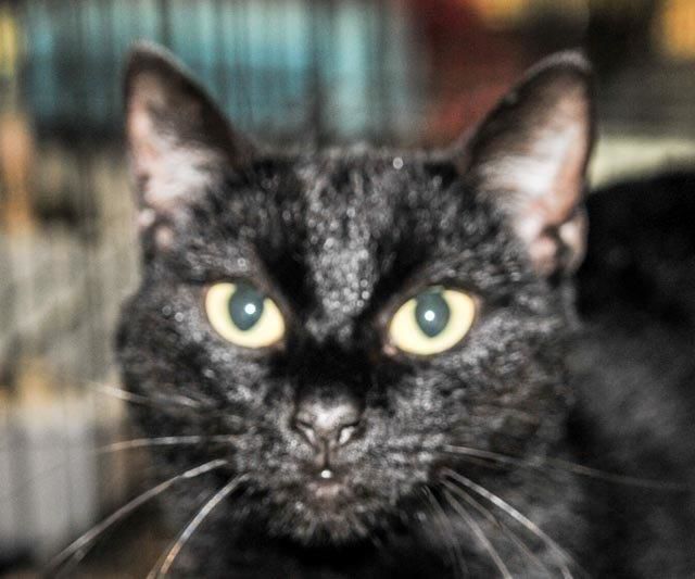 Pepper